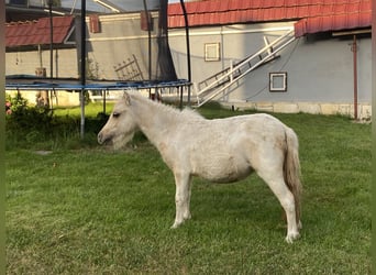 Shetland Ponys, Stute, 2 Jahre, Schecke