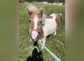 Shetland Ponys, Stute, 30 Jahre, 80 cm, Schecke
