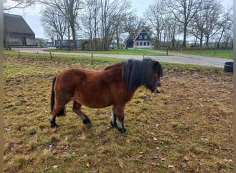 Shetland Ponys, Stute, 3 Jahre, 100 cm, Dunkelbrauner