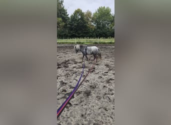 Shetland Ponys Mix, Stute, 3 Jahre, 100 cm, Kann Schimmel werden