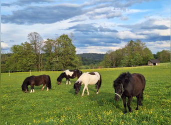 Shetland Ponys, Stute, 3 Jahre, 100 cm, Schecke