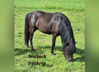 Shetland Ponys, Stute, 3 Jahre, 100 cm, Schecke