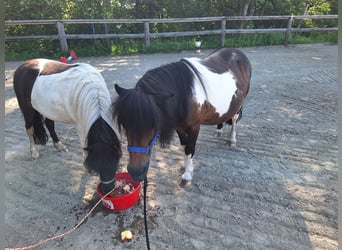 Shetland Ponys, Stute, 3 Jahre, 100 cm, Schecke