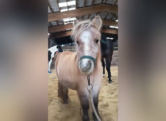 Shetland Ponys, Stute, 3 Jahre, 103 cm, Falbe