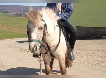 Shetland Ponys, Stute, 3 Jahre, 103 cm, Falbe