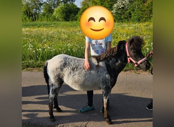 Shetland Ponys, Stute, 3 Jahre, 105 cm, Rappschimmel