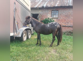 Shetland Ponys, Stute, 3 Jahre, 108 cm, Tigerschecke