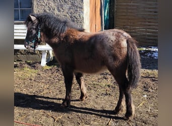 Shetland Ponys, Stute, 3 Jahre, 108 cm, Tigerschecke