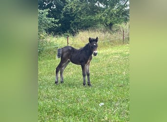 Shetland Ponys, Stute, 3 Jahre, 108 cm, Tigerschecke