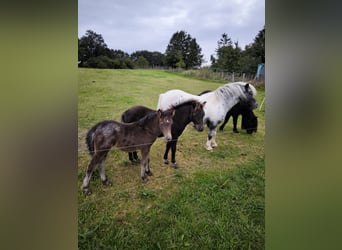 Shetland Ponys, Stute, 3 Jahre, 108 cm, Tigerschecke