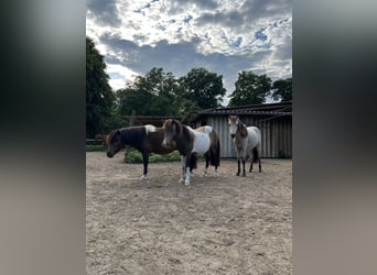 Shetland Ponys, Stute, 3 Jahre, 112 cm, Schecke