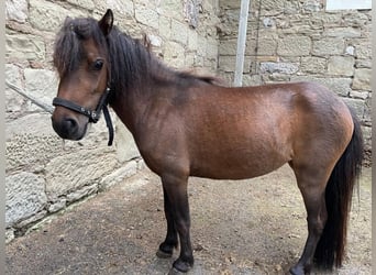 Shetland Ponys, Stute, 3 Jahre, 78 cm, Brauner