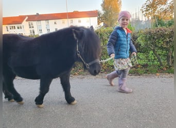 Shetland Ponys, Stute, 3 Jahre, 87 cm, Rappe