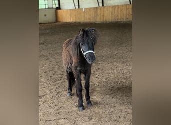 Shetland Ponys Mix, Stute, 3 Jahre, 91 cm, Rappe