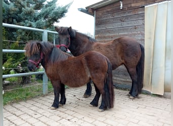Shetland Ponys, Stute, 3 Jahre, 94 cm, Rappschimmel