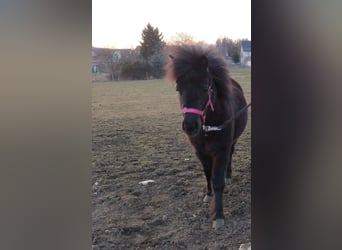 Shetland Ponys, Stute, 3 Jahre, Rappe
