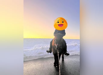 Shetland Ponys, Stute, 3 Jahre, Rappe