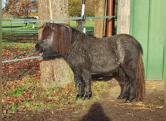 Shetland Ponys, Stute, 4 Jahre, 102 cm, Apfelschimmel
