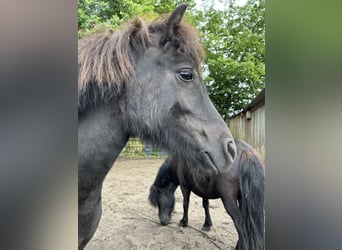 Shetland Ponys, Stute, 4 Jahre, 104 cm, Rappe