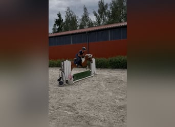Shetland Ponys, Stute, 4 Jahre, 106 cm, Schecke