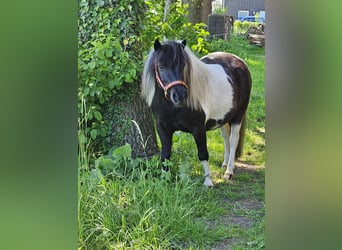 Shetland Ponys, Stute, 4 Jahre, 107 cm, Schecke