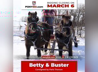Shetland Ponys, Stute, 4 Jahre, 109 cm
