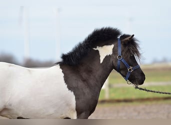 Shetland Ponys, Stute, 4 Jahre, 115 cm, Schecke