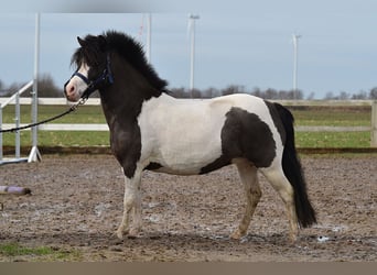 Shetland Ponys, Stute, 4 Jahre, 115 cm, Schecke