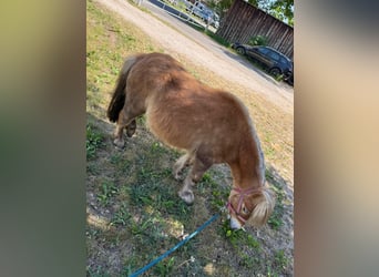 Shetland Ponys, Stute, 4 Jahre, 91 cm, Fuchs
