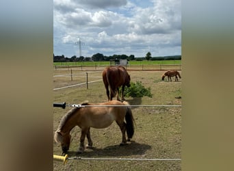 Shetland Ponys, Stute, 4 Jahre, 91 cm, Fuchs