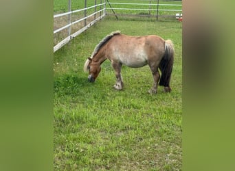 Shetland Ponys, Stute, 4 Jahre, 91 cm, Fuchs