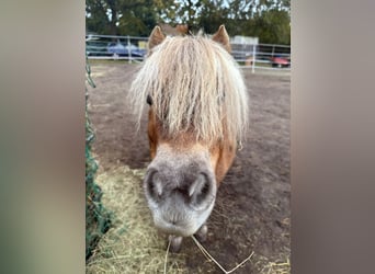 Shetland Ponys, Stute, 4 Jahre, 91 cm, Fuchs