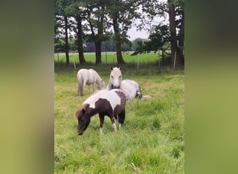 Shetland Ponys, Stute, 4 Jahre, 93 cm, Schecke