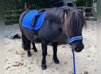 Shetland Ponys, Stute, 4 Jahre, 95 cm, Dunkelbrauner