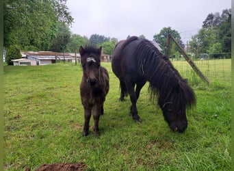 Shetland Ponys, Stute, 4 Jahre, 95 cm, Rappe