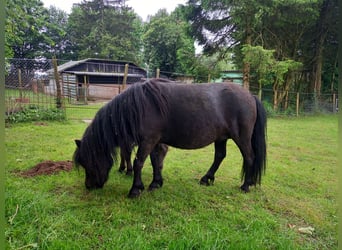 Shetland Ponys, Stute, 4 Jahre, 95 cm, Rappe