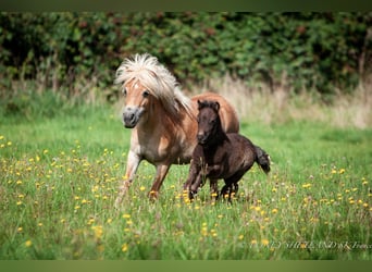 Shetland Ponys, Stute, 4 Jahre, 96 cm, Fuchs