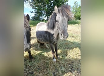 Shetland Ponys, Stute, 4 Jahre, 97 cm, Grullo