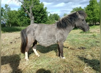 Shetland Ponys, Stute, 4 Jahre, 97 cm, Grullo