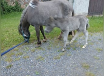 Shetland Ponys, Stute, 4 Jahre, 97 cm, Grullo