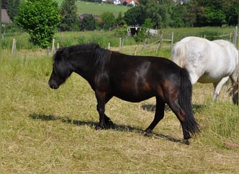 Shetland Ponys, Stute, 4 Jahre, 98 cm, Rappe