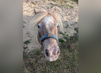 Shetland Ponys, Stute, 4 Jahre, 98 cm, Rotschimmel