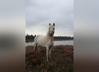 Shetland Ponys Mix, Stute, 4 Jahre, 99 cm, Palomino