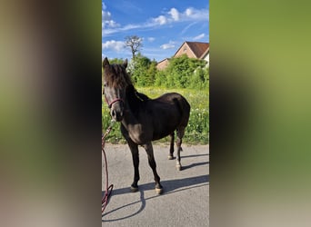 Shetland Ponys, Stute, 4 Jahre