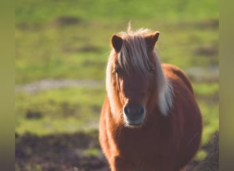 Shetland Ponys, Stute, 4 Jahre, Fuchs