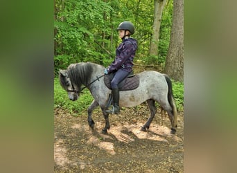 Shetland Ponys, Stute, 5 Jahre, 100 cm, Schimmel