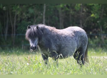 Shetland Ponys, Stute, 5 Jahre, 100 cm, Schimmel