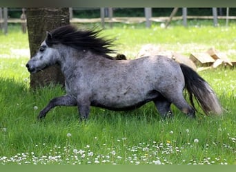 Shetland Ponys, Stute, 5 Jahre, 100 cm, Schimmel