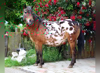 Shetland Ponys, Stute, 5 Jahre, 100 cm, Tigerschecke