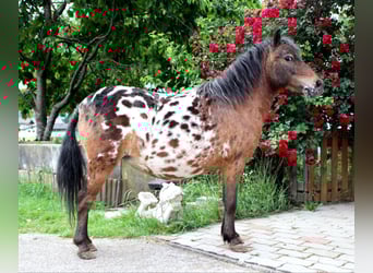 Shetland Ponys, Stute, 5 Jahre, 100 cm, Tigerschecke